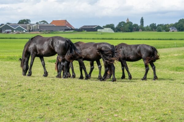 Paard verhuizen