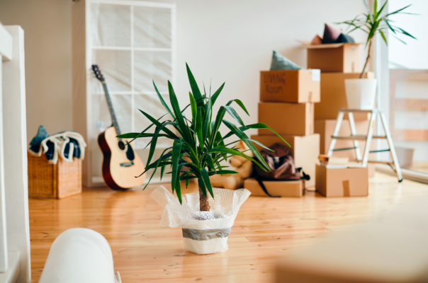 Waar moet je op letten bij het verhuizen van planten?