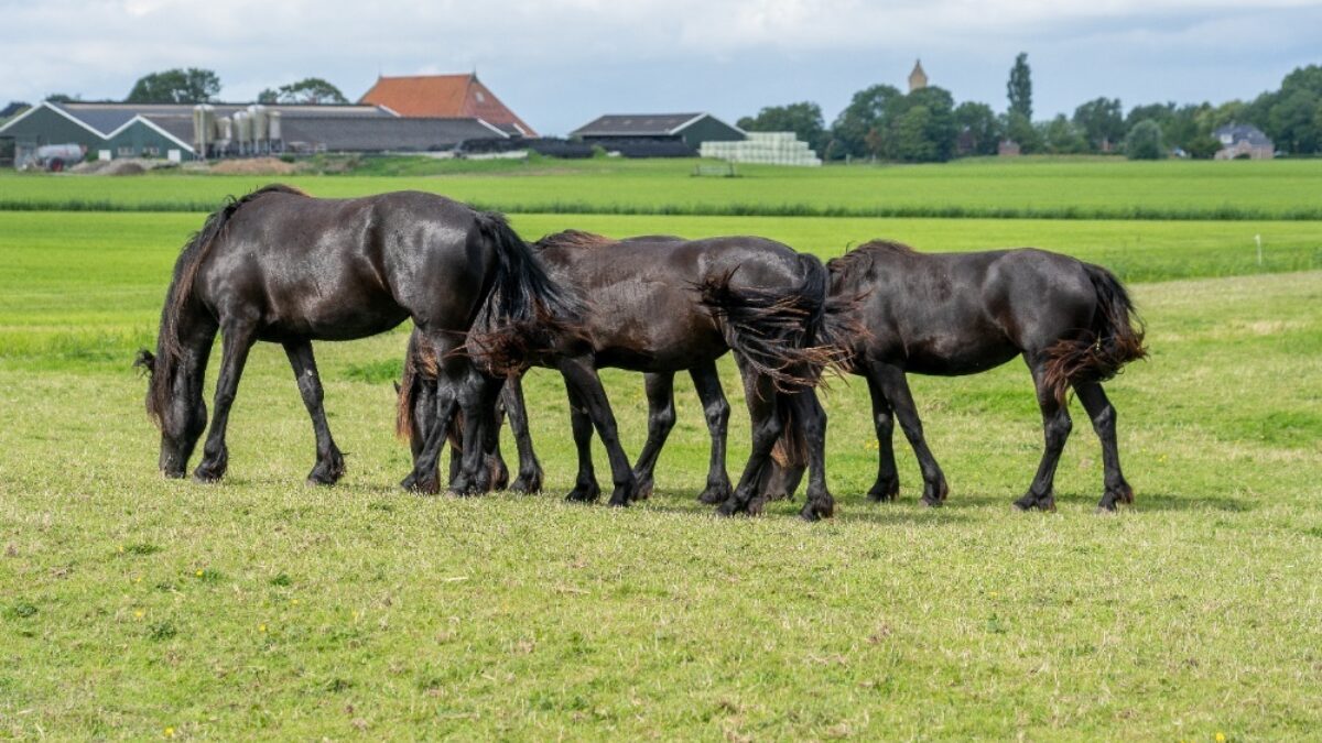 Paard verhuizen