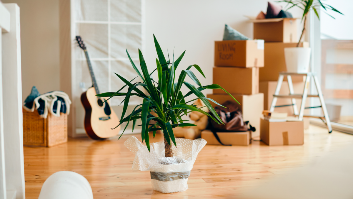 Kamerplanten verhuizen