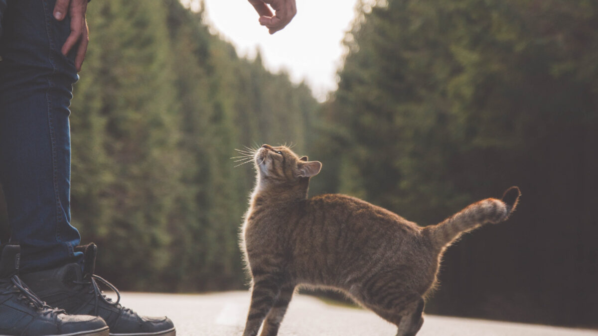 Verhuizen met huisdieren