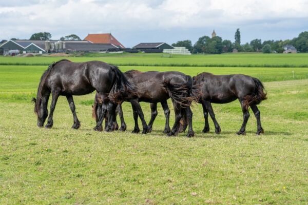 Paard verhuizen